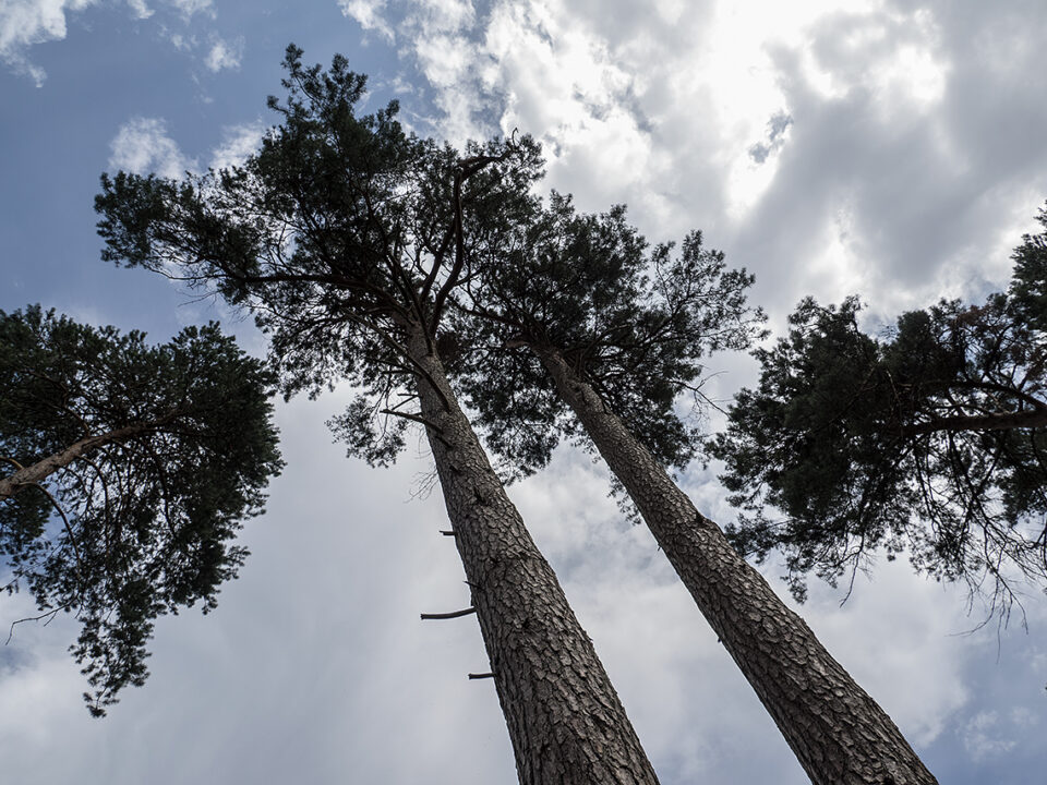 Karsten Rohrbeck: hohe kahle Bäume in der Teufelsheide